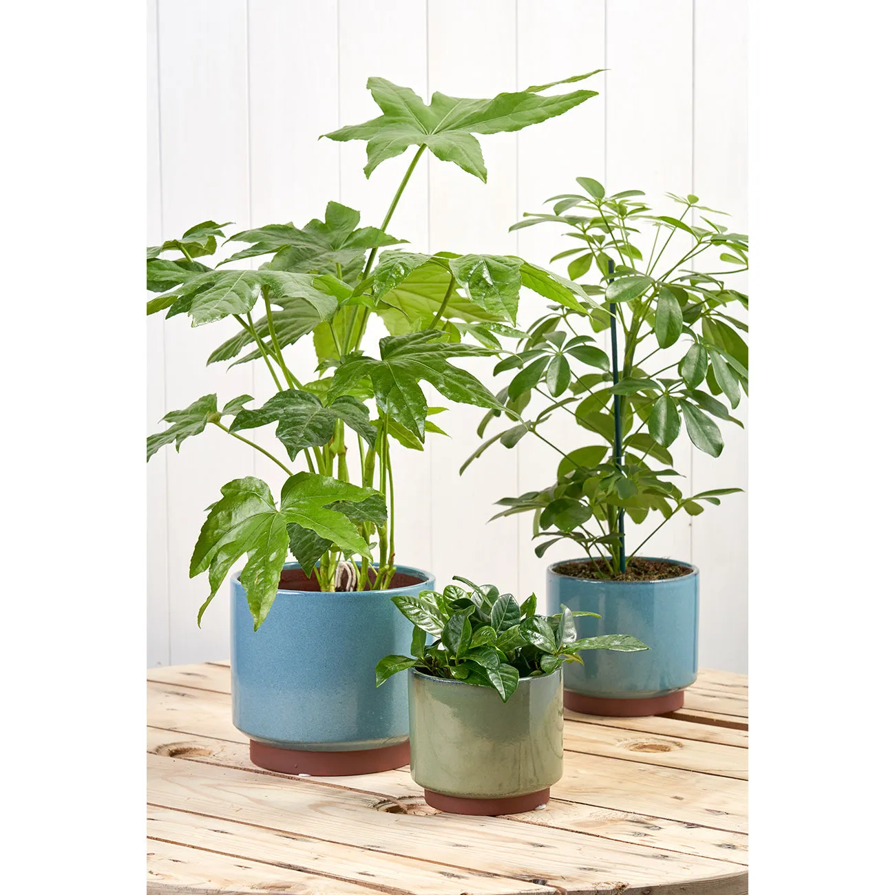 Malibu Glazed Pot - Green