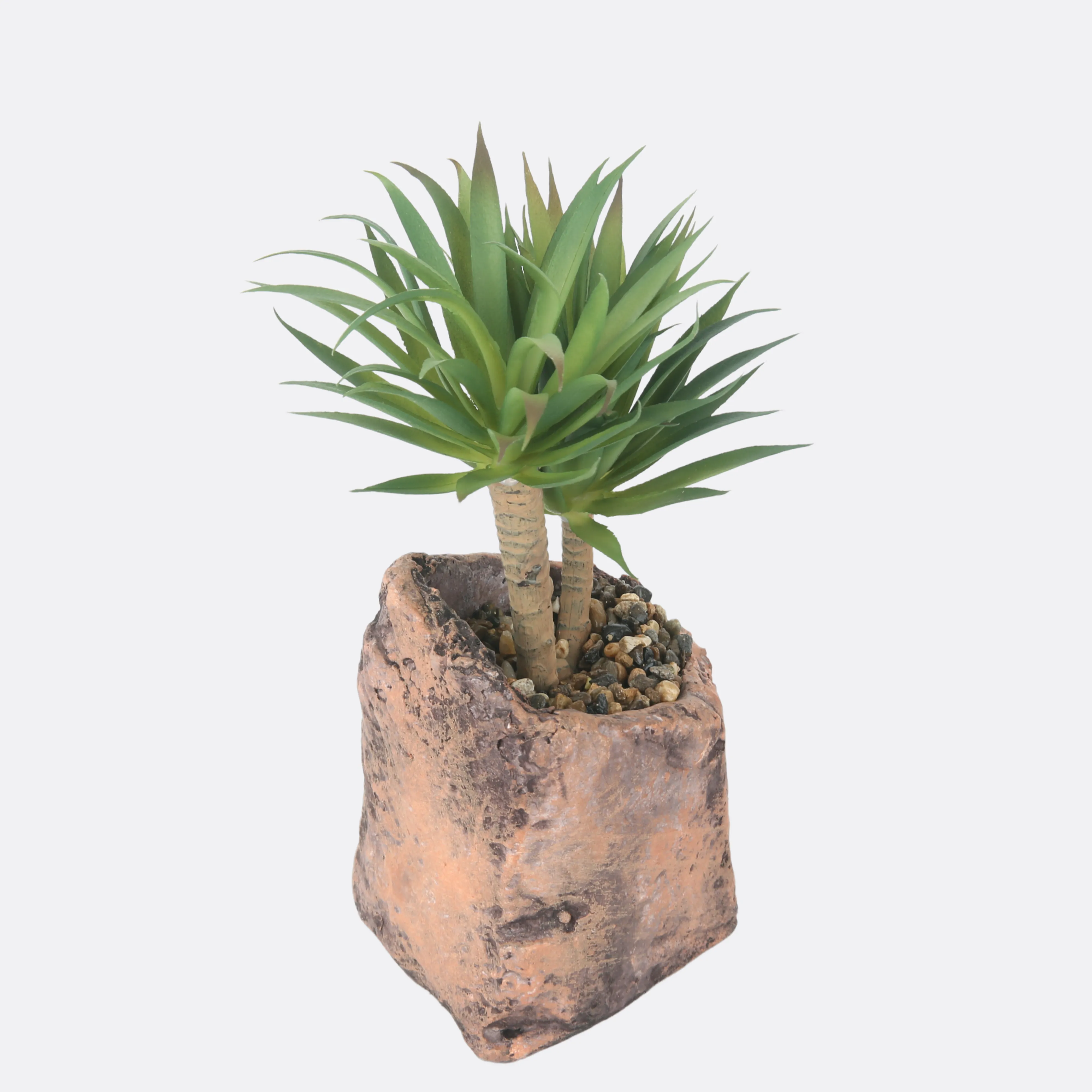 Palm Succulent Plant With Stone Base