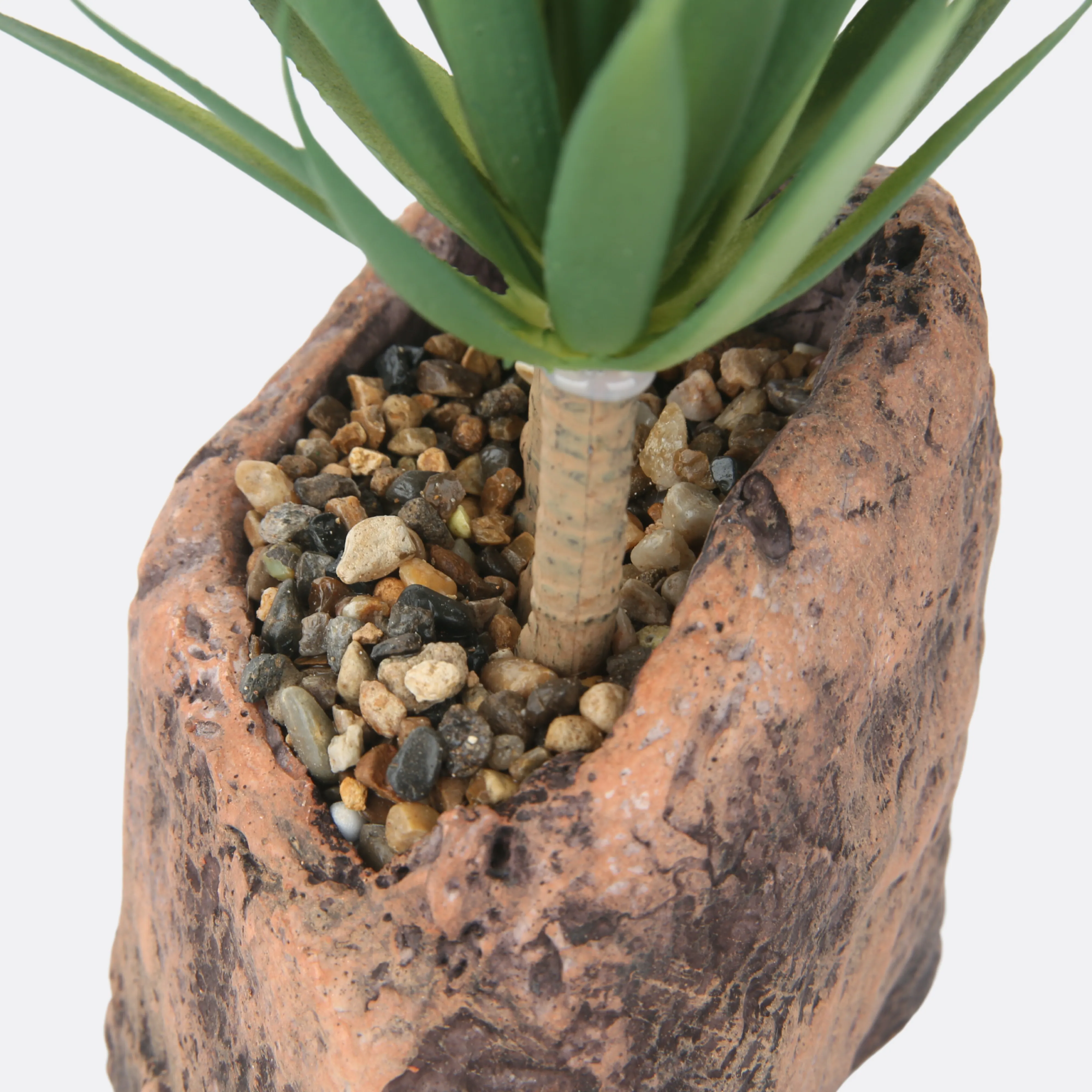 Palm Succulent Plant With Stone Base